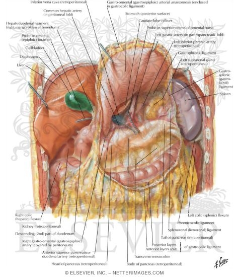 Omental Bursa: Stomach Reflected
Peritoneum