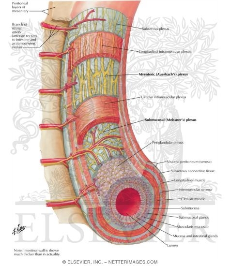 Watermarked preview of labeled image: Enteric Nervous System
Enteric Plexuses
Innervation of Small and Large Intestine
Intrinsic Autonomic Plexuses of Intestine: Schema