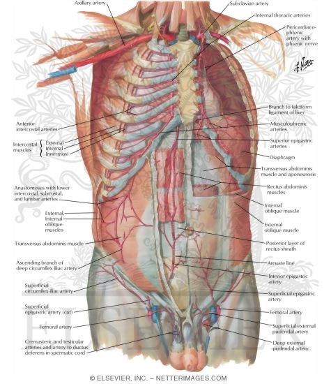 Arteries of Anterior Abdominal Wall
Blood Supply of the Abdomen