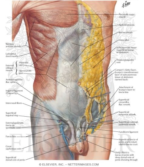 Anterior Abdominal Wall: Superficial Dissection
Anterolateral Abdominal Wall