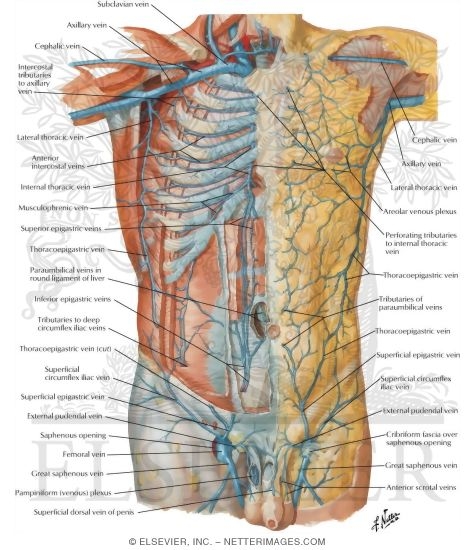Veins of Anterior Abdominal Wall
Venous Drainage of the Abdomen