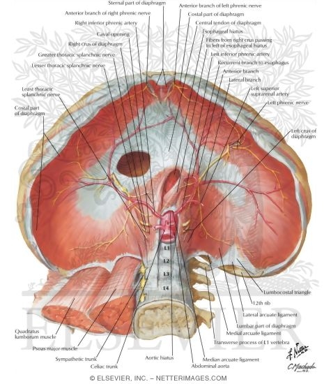 Diaphragm: Abdominal Surface