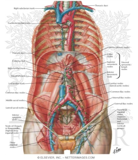 Watermarked preview of labeled image: Lymph Drainage of the Abdomen
Lymph Vessels and Nodes of Posterior Abdominal Wall