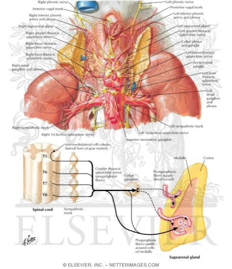 Innervation of the Adrenal Glands