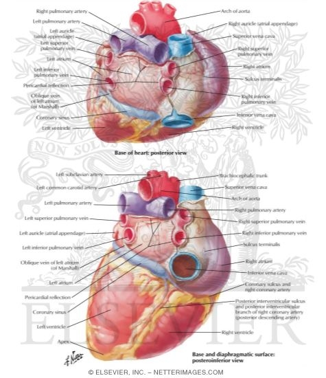 Heart: Base and Diaphragmatic Surfaces