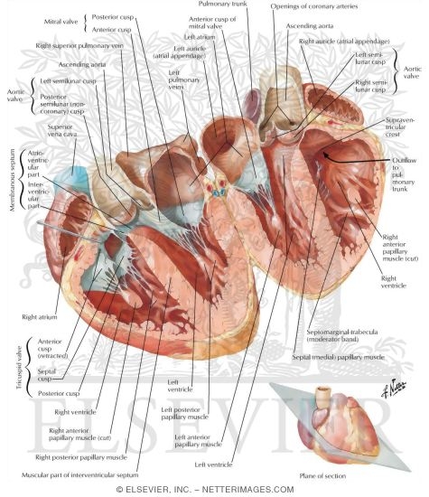Atria, Ventricles and Interventricular Septum