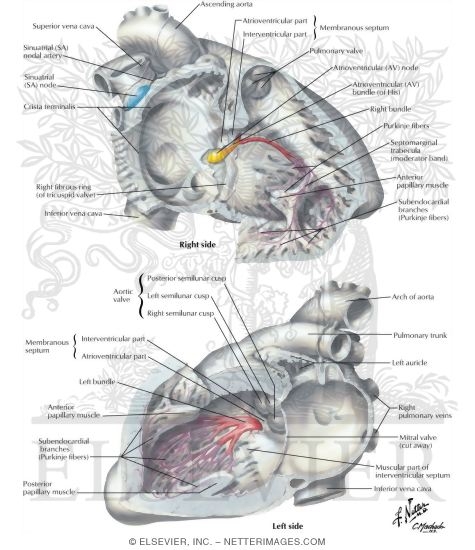 Anatomy of the Specialized Conduction System
Conduction System of Heart