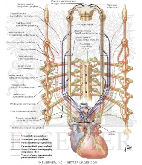 Innervation of Heart: Schema