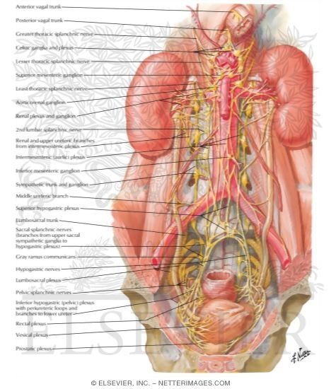 Watermarked preview of labeled image: Innervation of Kidneys, Ureters and Bladder
Nerves of Kidneys, Ureters and Urinary Bladder