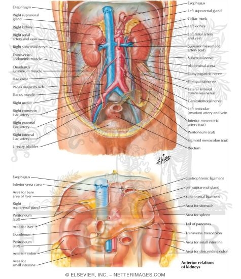 Watermarked preview of labeled image: Anatomic Relations of the Kidney
Kidneys In Situ: Anterior Views