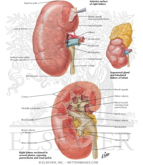 Gross Structure of Kidney
