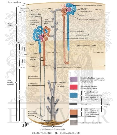 Anatomy of the Nephron
Nephron and Collecting Tubule: Schema
The Nephron