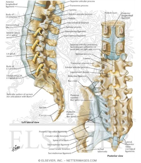 Watermarked preview of labeled image: Vertebral Ligaments: Lumbosacral Region