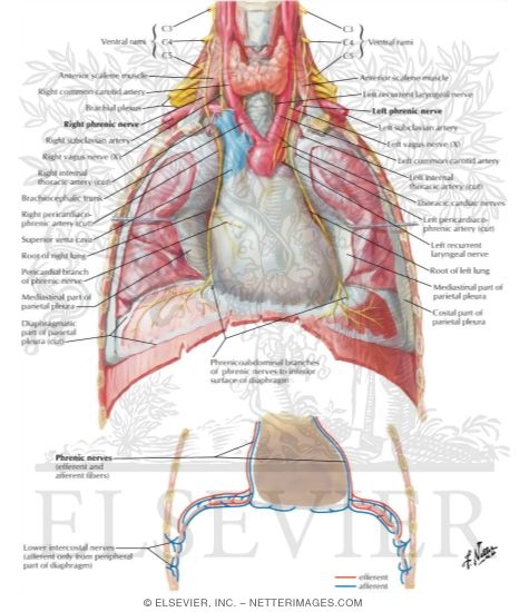 Phrenic Nerve