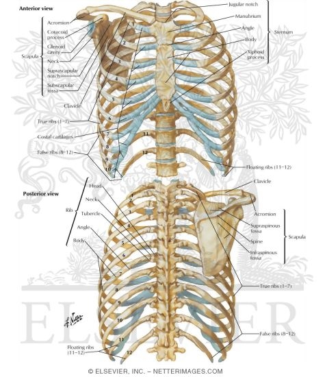 Watermarked preview of labeled image: Bony Framework of Thorax