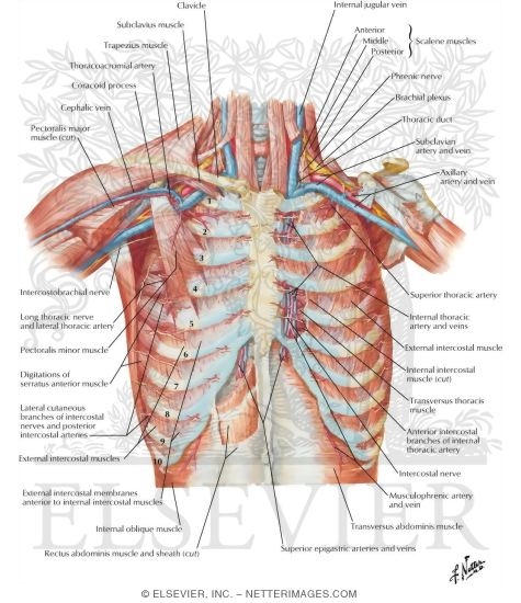 Anterior Thoracic Wall
Anterior Wall of Thorax