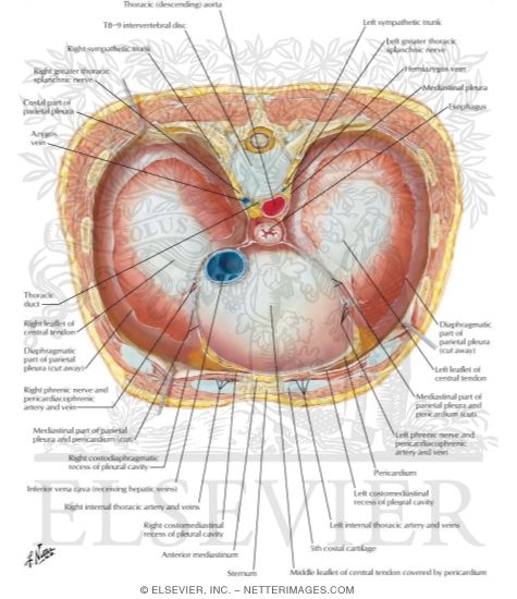 Watermarked preview of labeled image: Diaphragm: Thoracic Surface