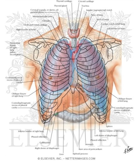 Topography of Lungs: Anterior View