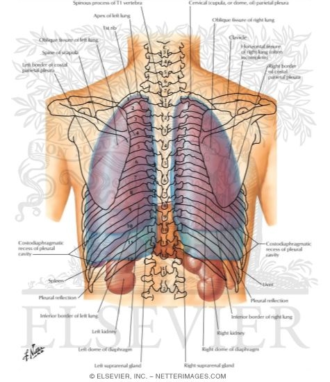 Topography of Lungs: Posterior View