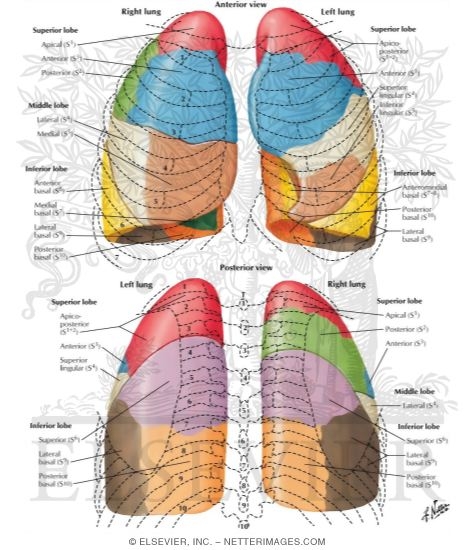 Watermarked preview of labeled image: Bronchopulmonary Segments
Pulmonary Segments in Relationship to Ribs