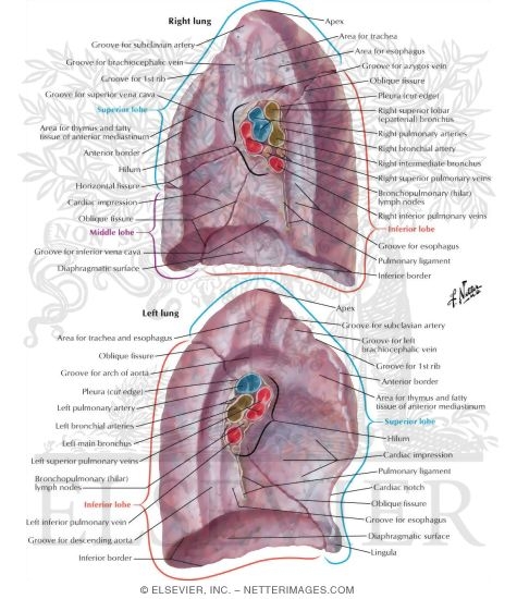 Watermarked preview of labeled image: Lungs: Medial Views 
Medial Surface of Lungs
