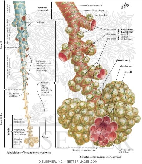 Development of Bronchioles and Alveoli
Intrapulmonary Airways: Schema
Subdivisions and Structure of Intrapulmonary Airways