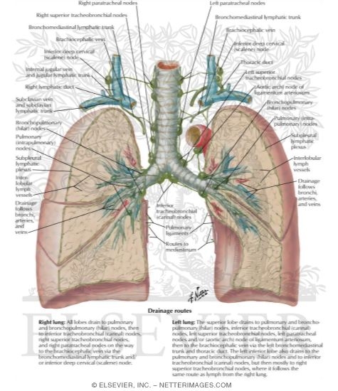 Lymph Vessels and Nodes of Lung
Routes of Lymphatic Drainage of Lungs