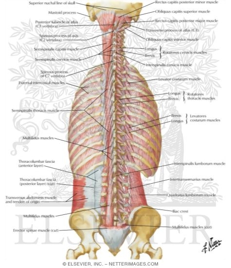 Watermarked preview of labeled image: Muscles of Back: Deep Layers
Transversospinal, Interspinal, Intertransverse, and Suboccipital Muscles
Deep Muscles: Posterior Neck and Back