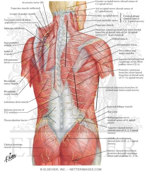 Nerves of Back