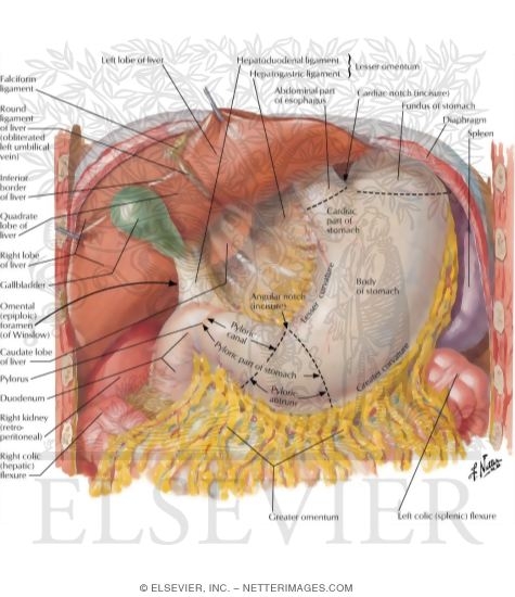 Stomach, Liver, and Gallbladder