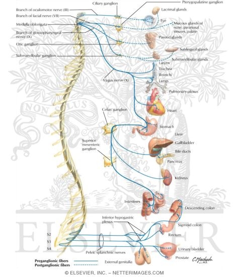 Parasympathetic Nervous System: Schema