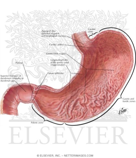 Mucosa of the Stomach