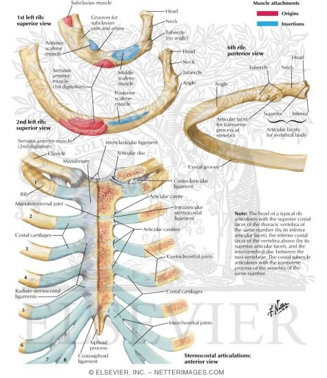 Ribs and Sternocostal Joints
Rib Characteristics and Costovertebral Articulations
Costovertebral Joints