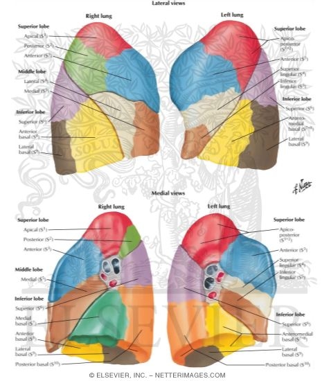 Bronchopulmonary Segments
