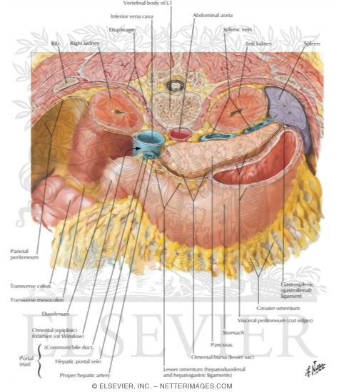 Watermarked preview of labeled image: Omental Bursa: Cross Section