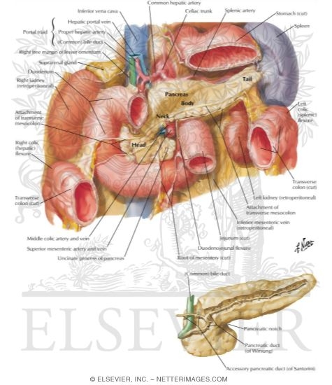 Pancreas In Situ
