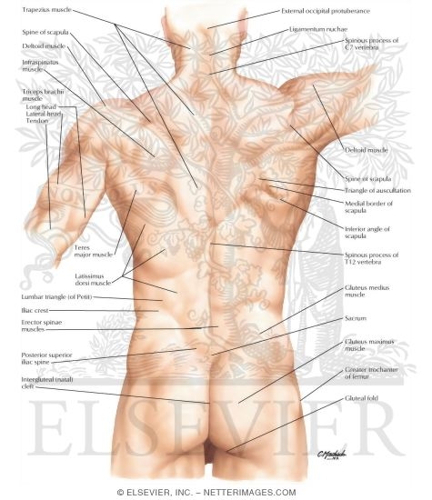 Watermarked preview of labeled image: Back: Surface Anatomy