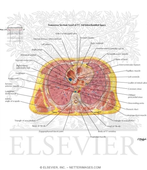 Thorax: Four Chambers of Heart