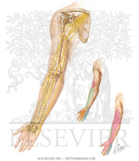 Nerves of Upper Limb