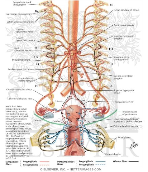 Watermarked preview of labeled image: Innervation of Female Reproductive Organs: Schema