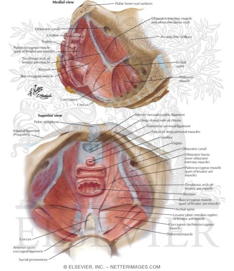 Watermarked preview of labeled image: Pelvic Diaphragm II - From Above Pelvic Diaphragm: Female