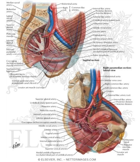 Arteries and Veins of Pelvis: Female
Blood Supply of Pelvis II