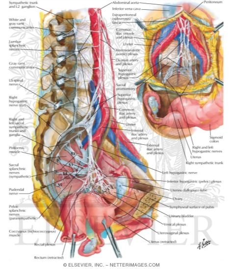 Watermarked preview of labeled image: Innervation of Internal Genitalia
Nerves of Pelvic Viscera: Female