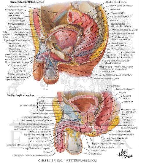 Pelvic Viscera and Perineum: Male