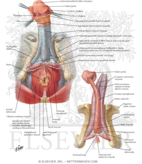Penis 
Penile Fasciae and Structures