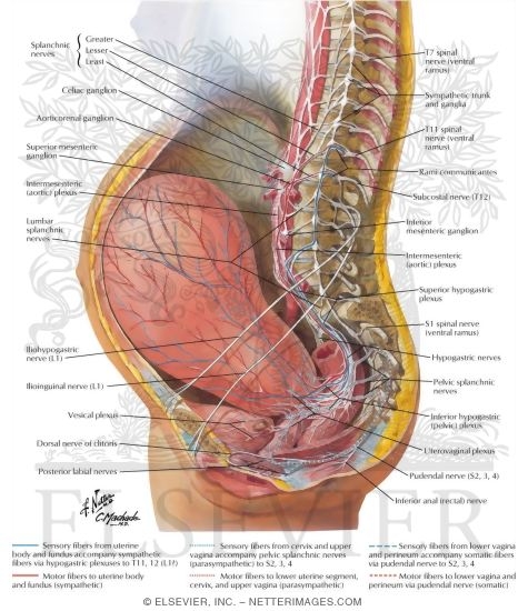 Watermarked preview of labeled image: Neuropathways In Parturition