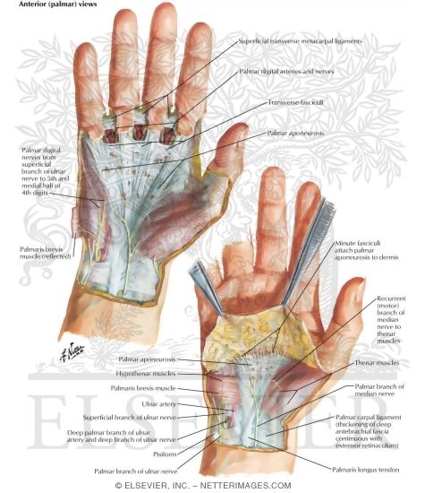 Skin and Subcutaneous Fascia of the Hand:  Anterior Views