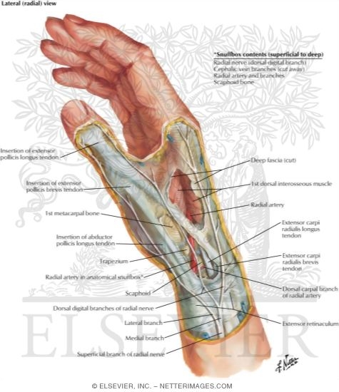 Atlas Of Human Anatomy 2nd Edition