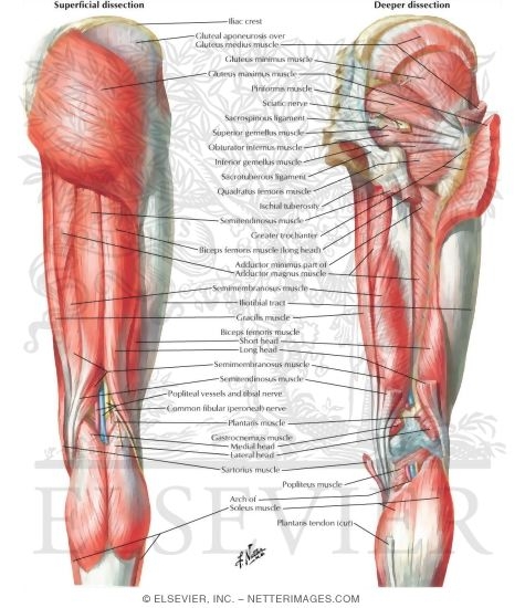 Muscles of Back of Hip and Thigh
Muscles of Hip and Thigh: Posterior Views 