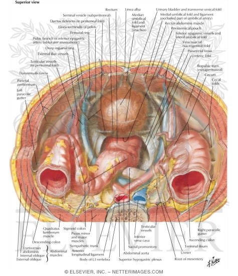 Watermarked preview of labeled image: Pelvic Contents: Male